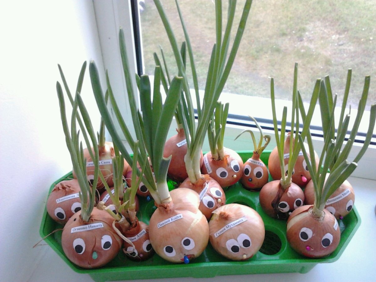 Огород с овощами для детей