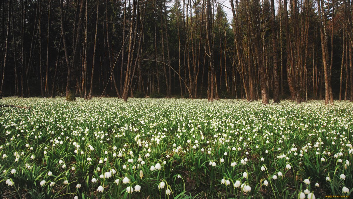 Ландышевое поле