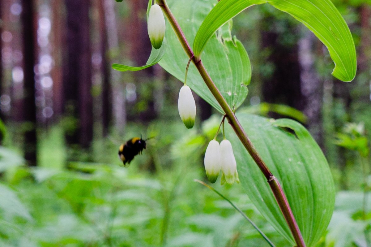 Convallaria Majalis Hofheim