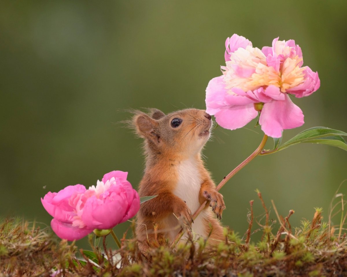 Зверюшки в цветах