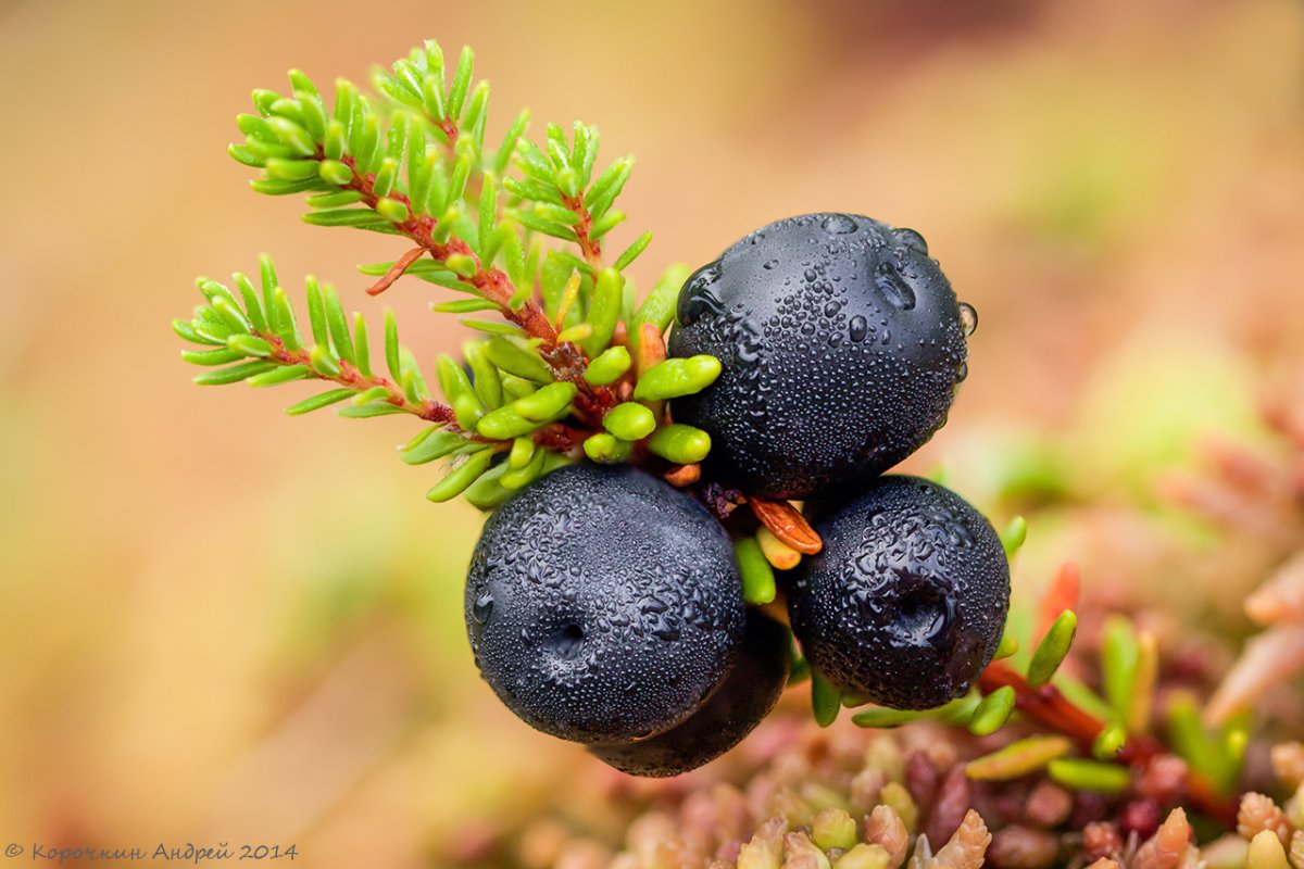 Вороника шикша
