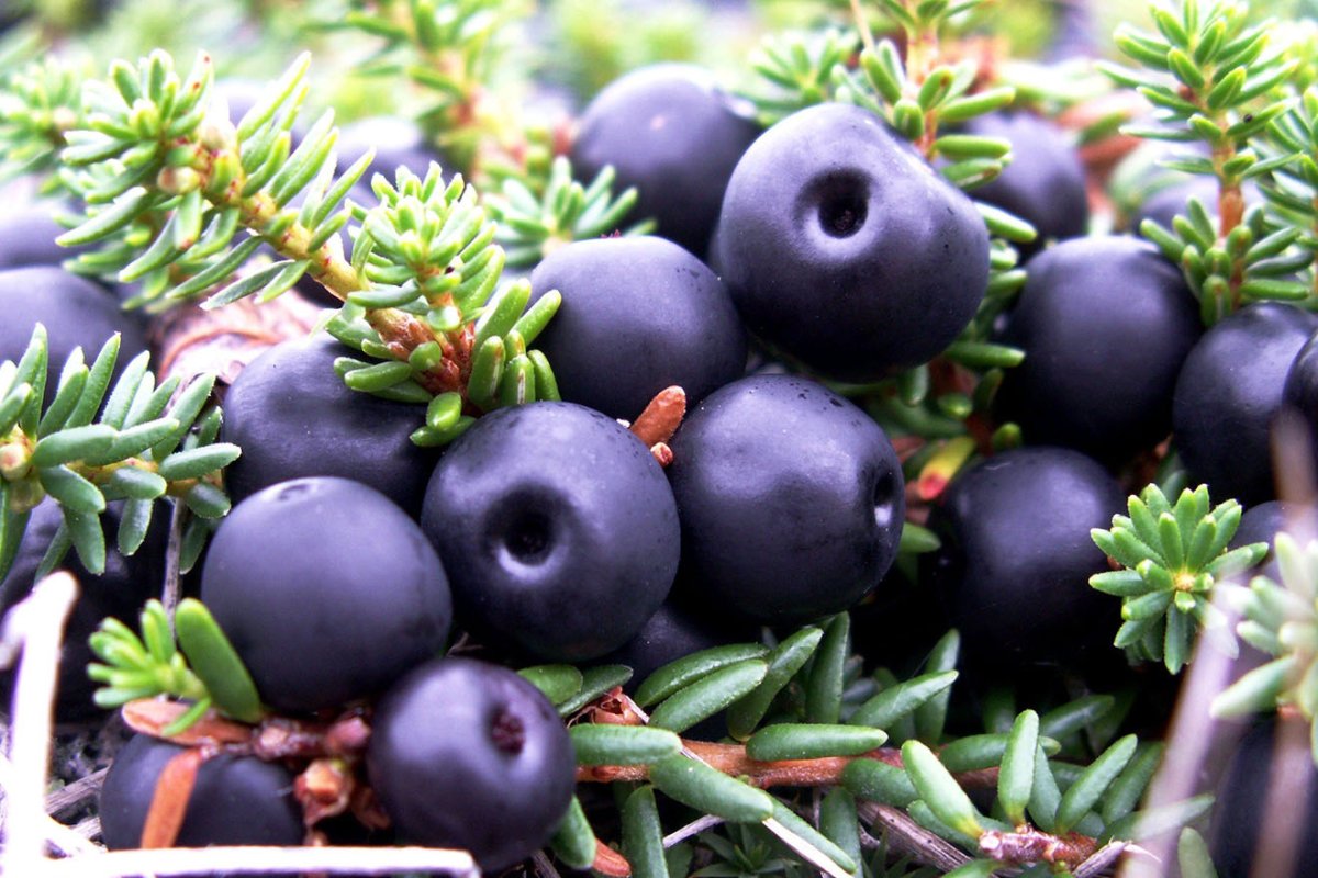 Вентилятор на процессор прикол