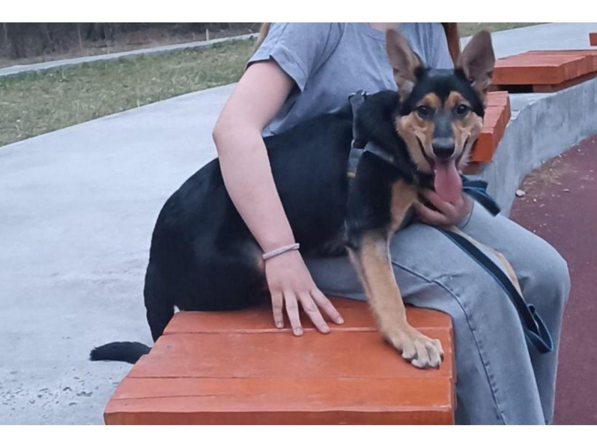 Потеряшки Саратова собаки фото и видео