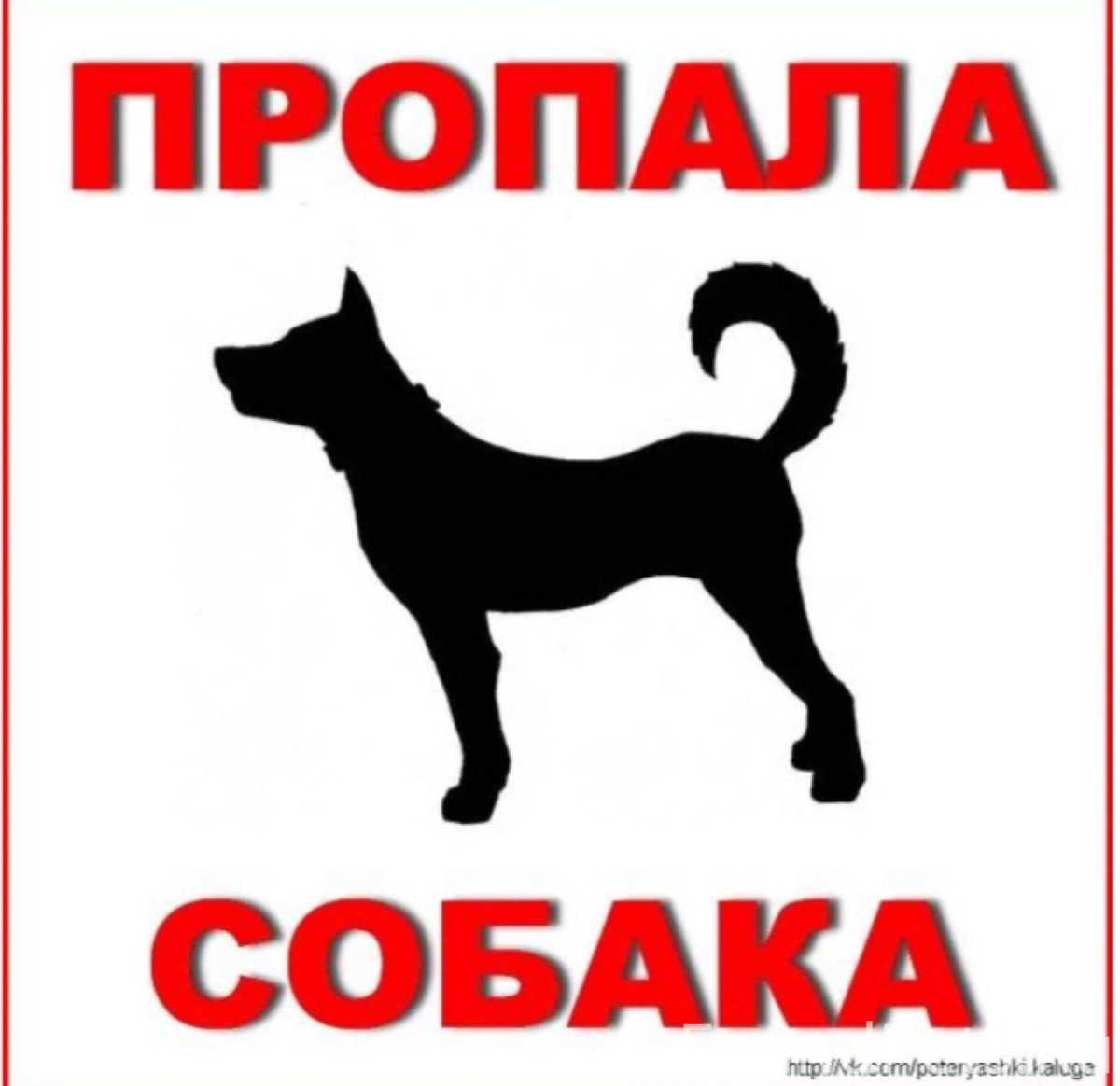 Не теряйте собак