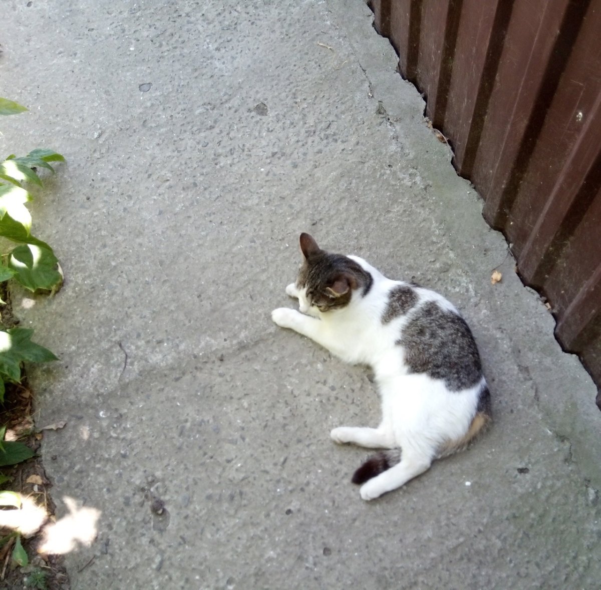 Кошки потеряшки