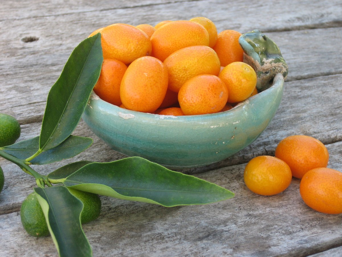 Кумкват апельсин Вашингтон