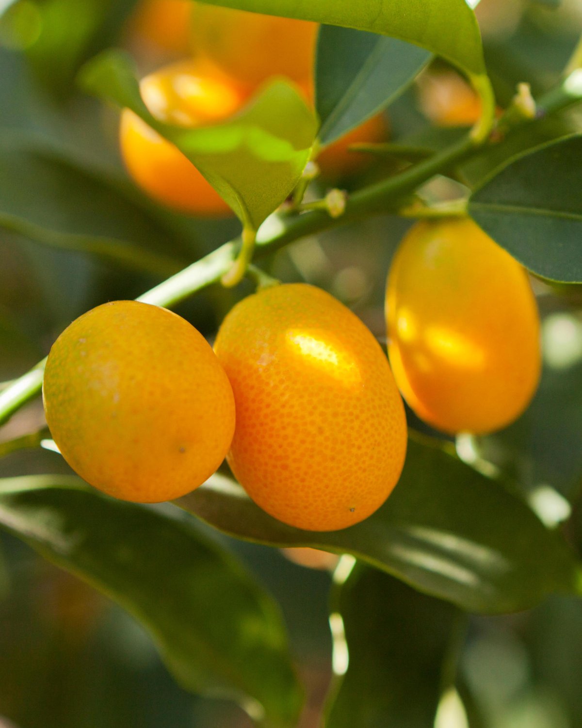 Кумкват нагами