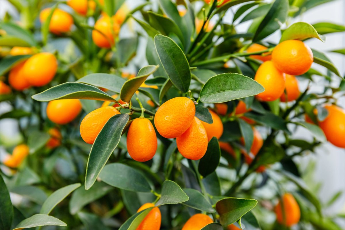 Кумкват дерево