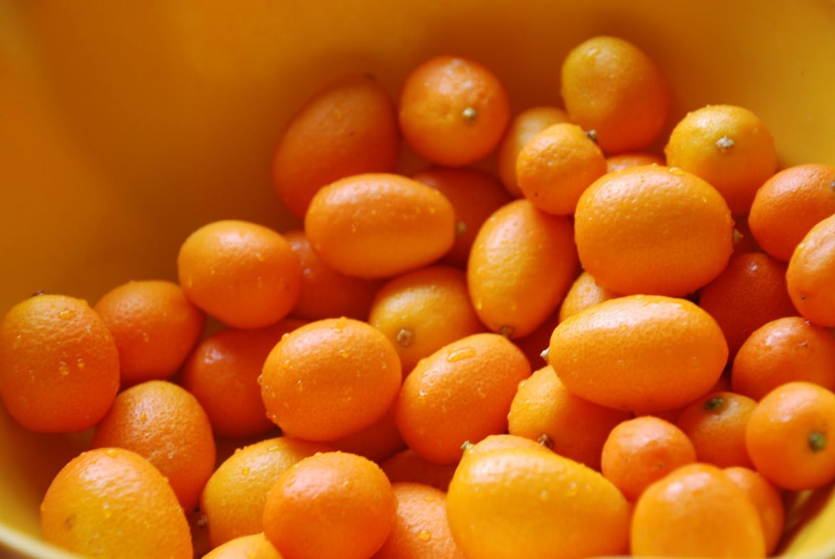 Узбекская ягода кумкват