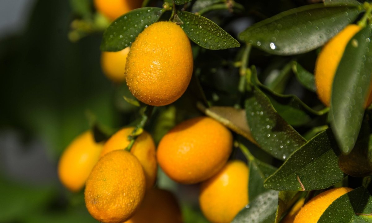 Кумкват азербайджанский