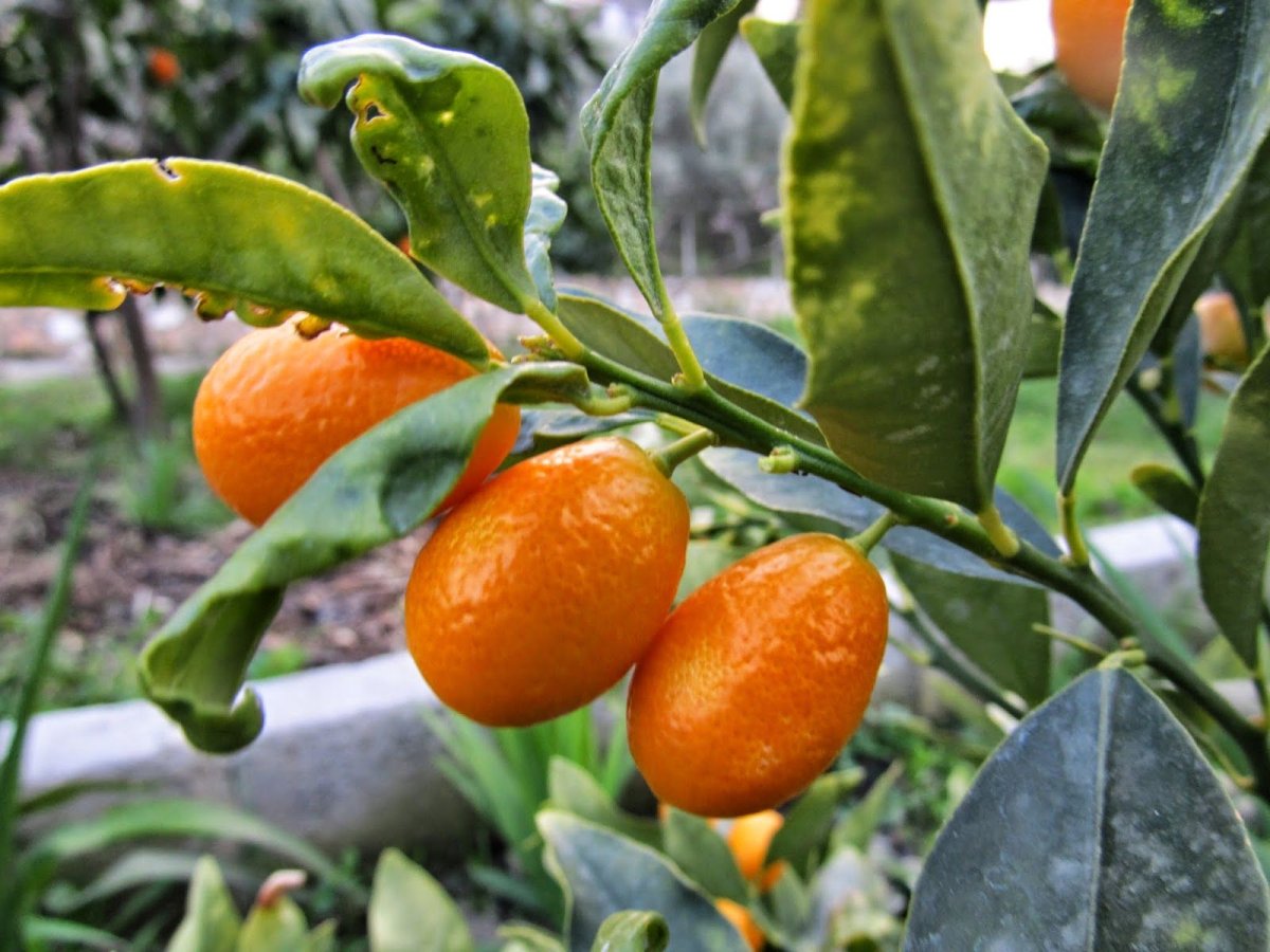 Манго кумкват