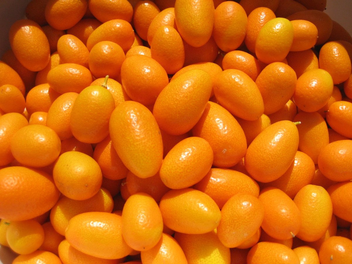 Кинкан кумкват