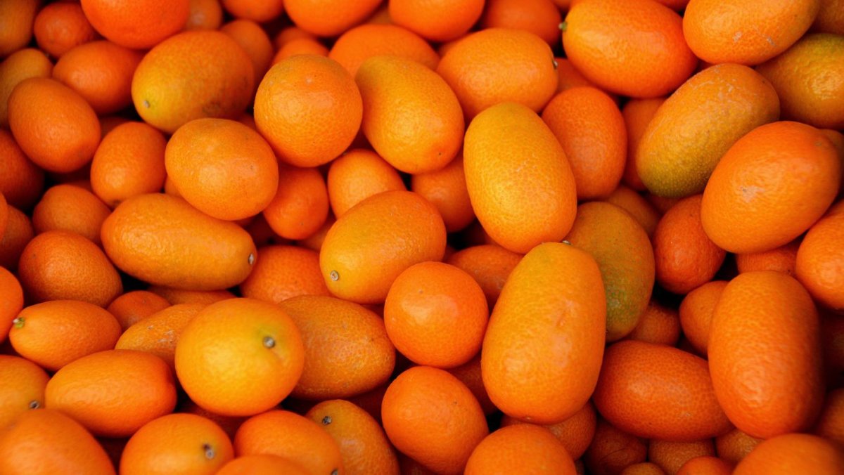 Кумкват оранжевый (апельсин)