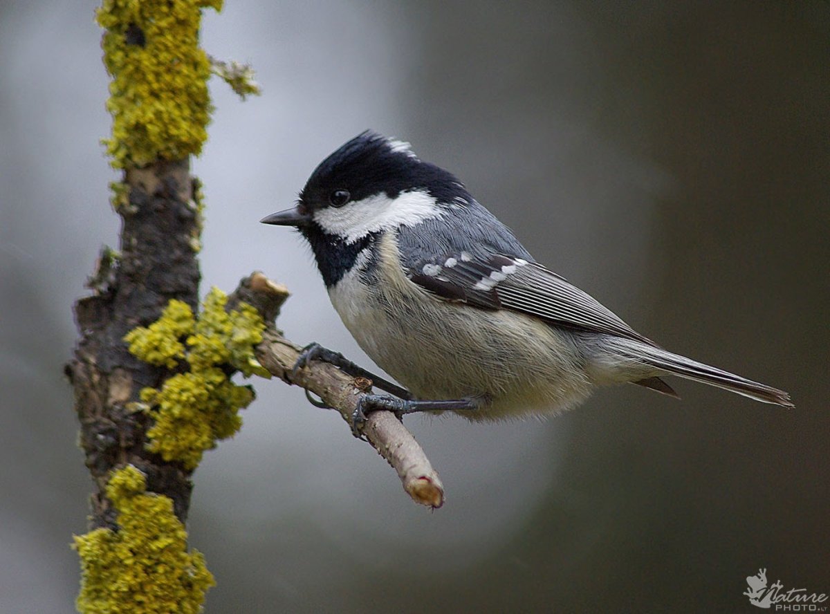 Синицы Московка гаичка