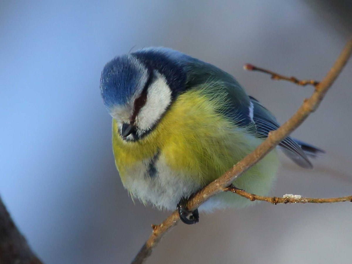 Обыкновенная лазоревка