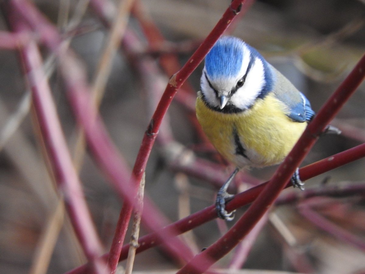 Синицы Подмосковья