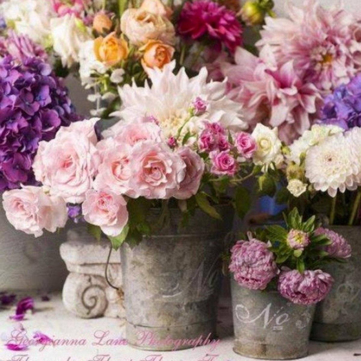 Цветы Прованса