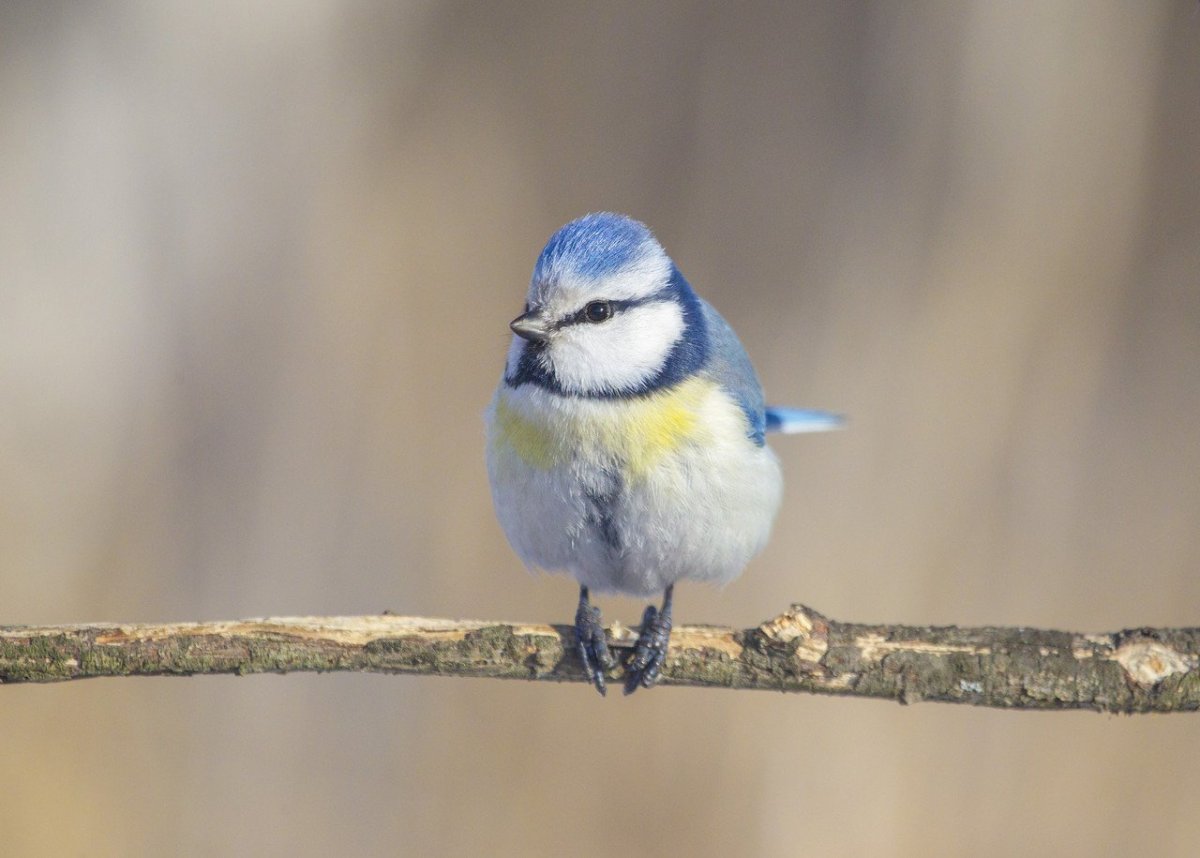 Красивые птицы России лазоревка