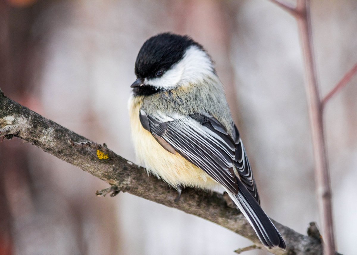 Подвиды синиц