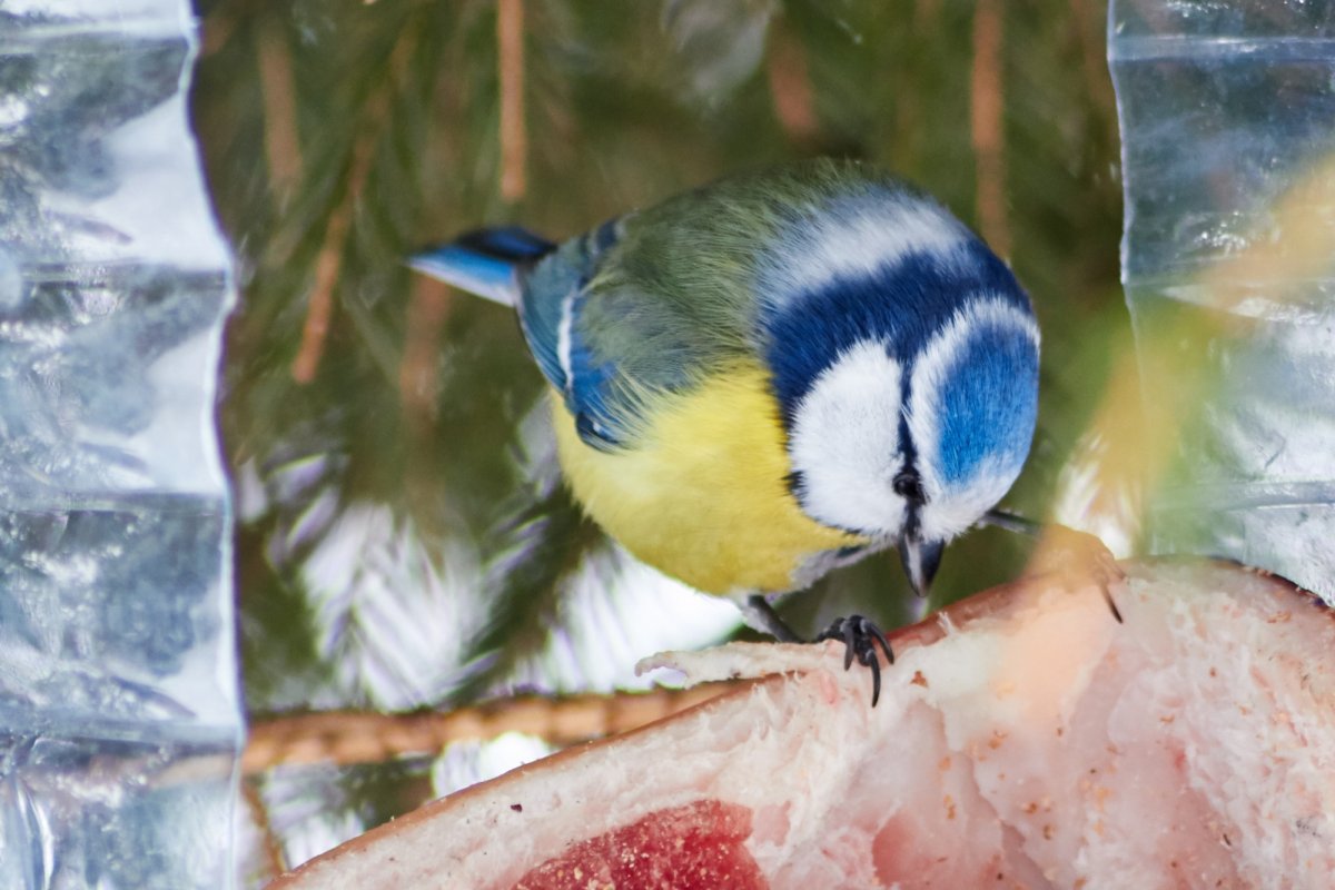 Синяя хохлатая синица