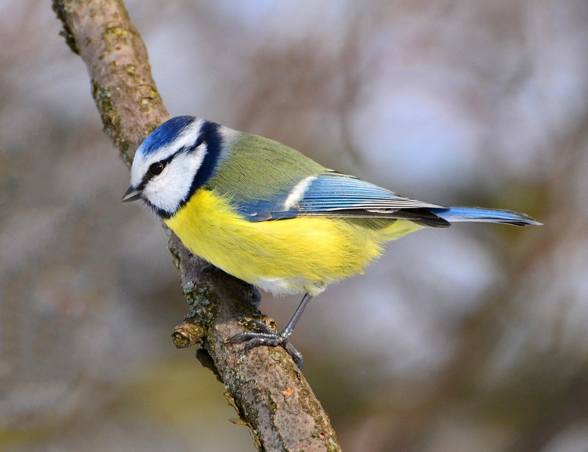 Разновидности синиц