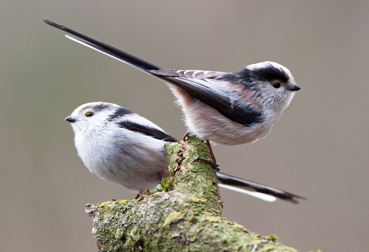 Отряд Воробьинообразные синица