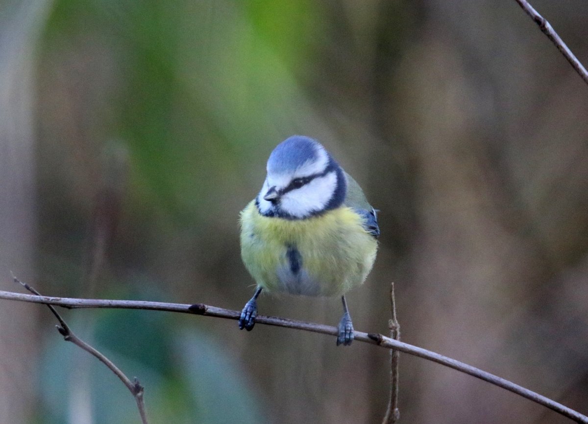 Синица Московка (Parus ater)