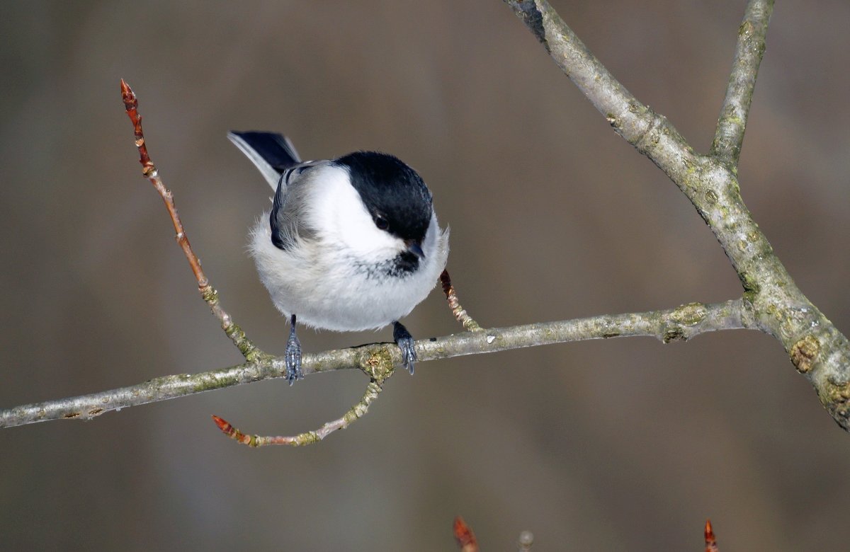 Семейство синиц