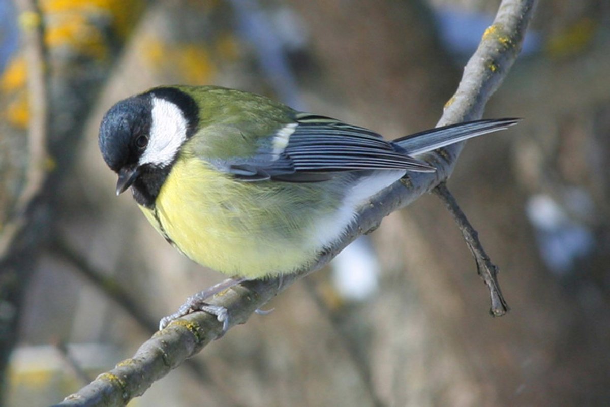 Синицы Московка гаичка