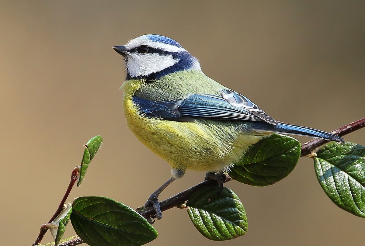 Обыкновенная лазарёвка