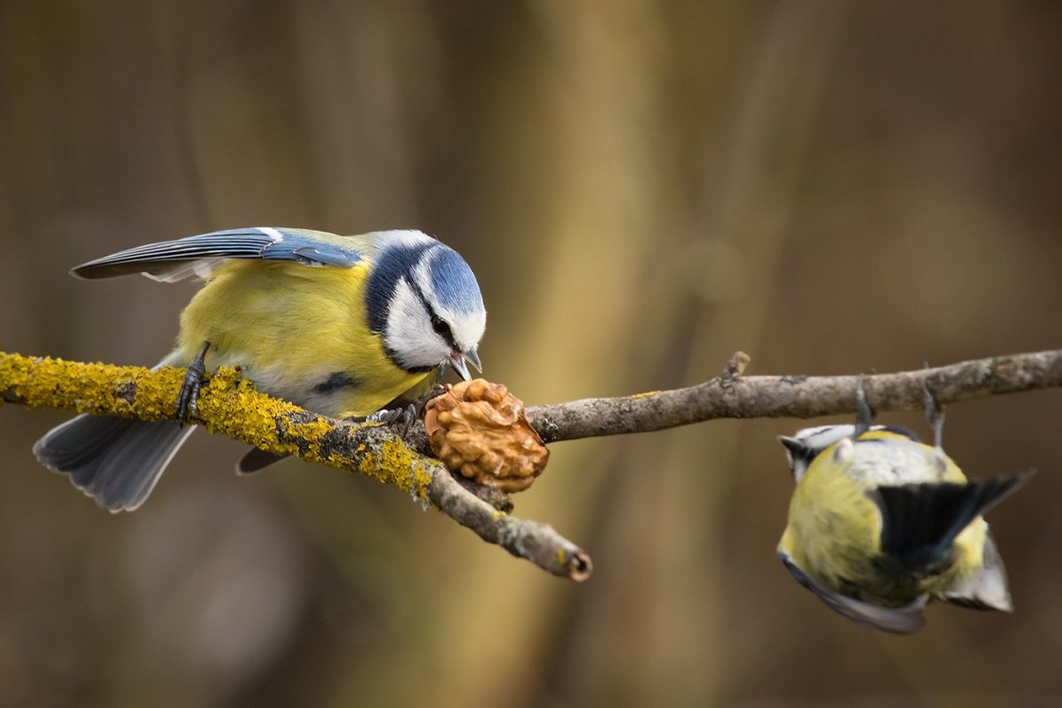 Белощекая синица