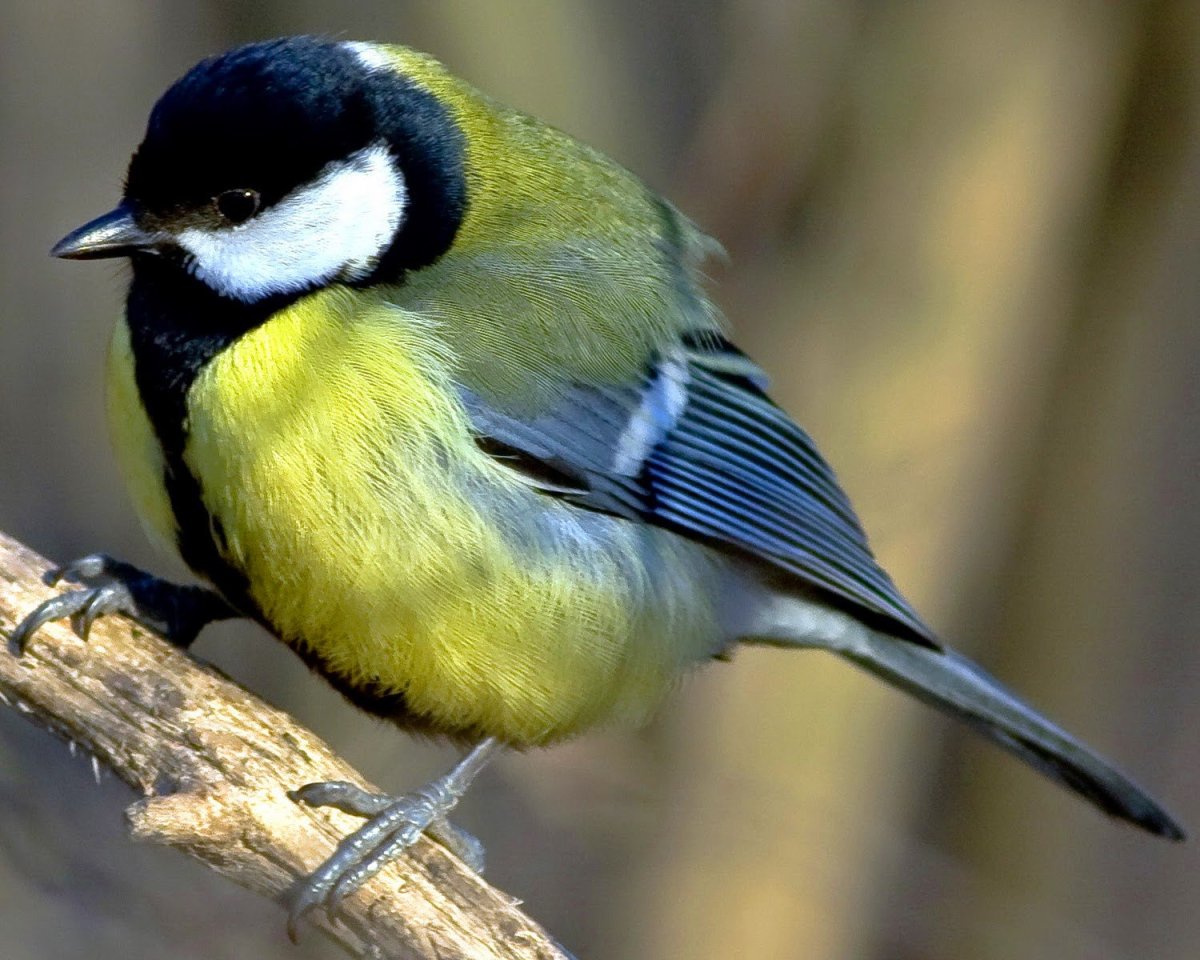 Обыкновенная лазоревка и синица