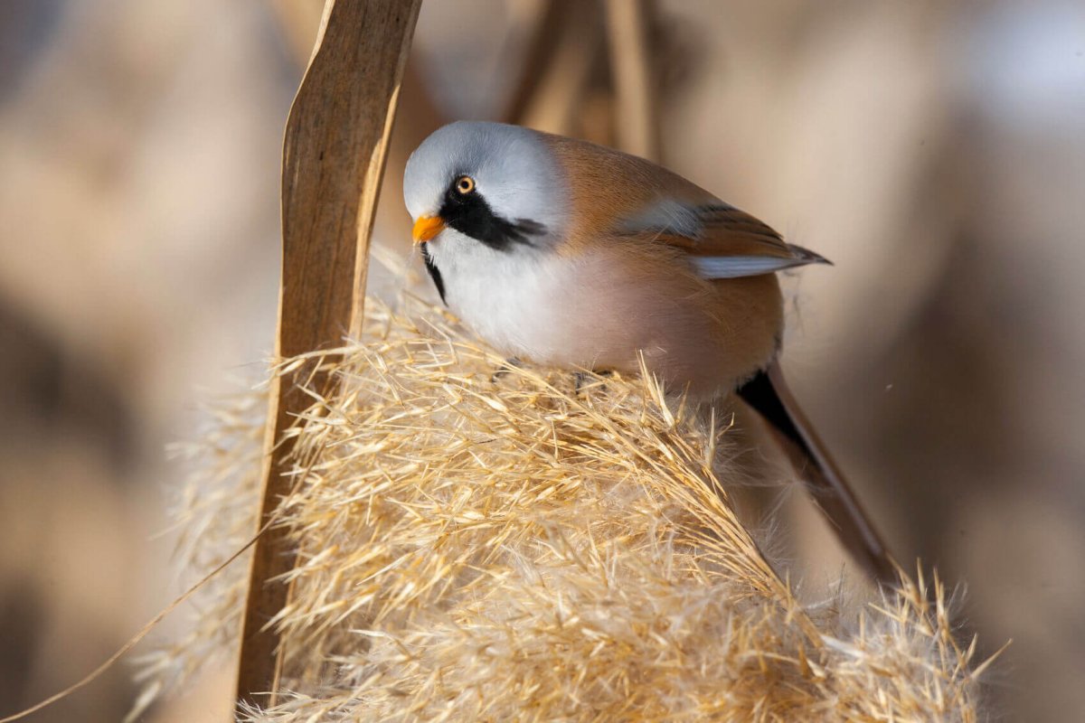 Стая синичек