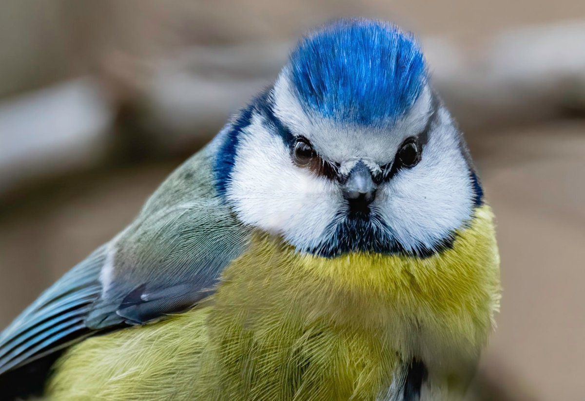 Птицы лазоревка синяя птица