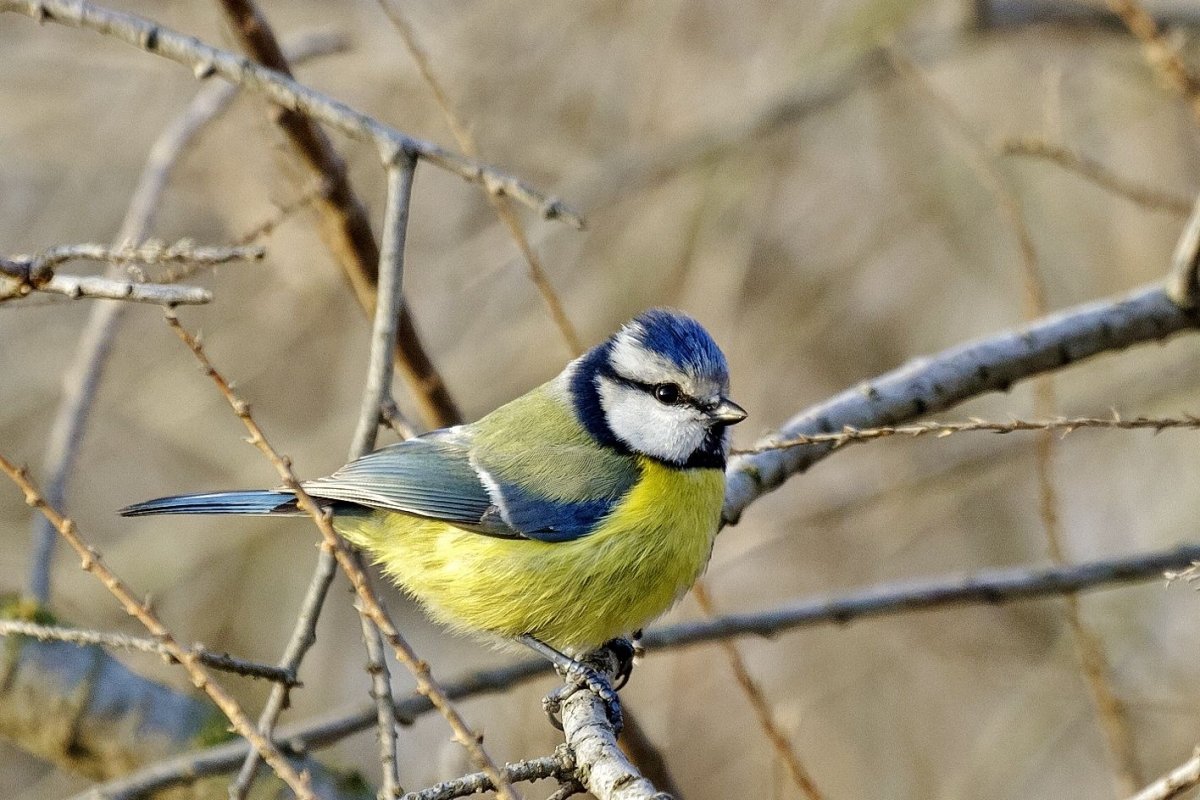 Буроголовая гаичка