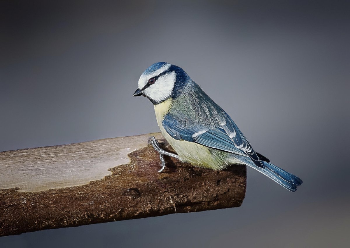 Синица Птичья чумка