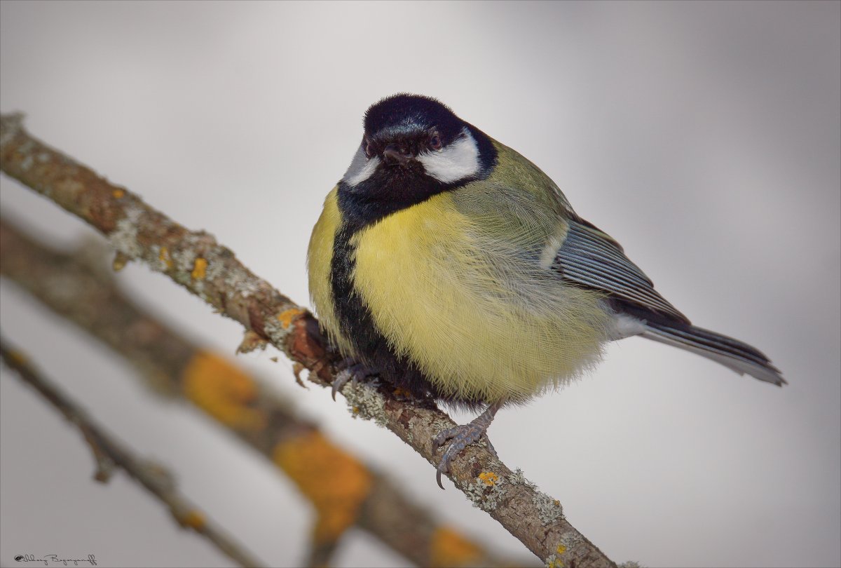 Московка, большая синица, лазоревка