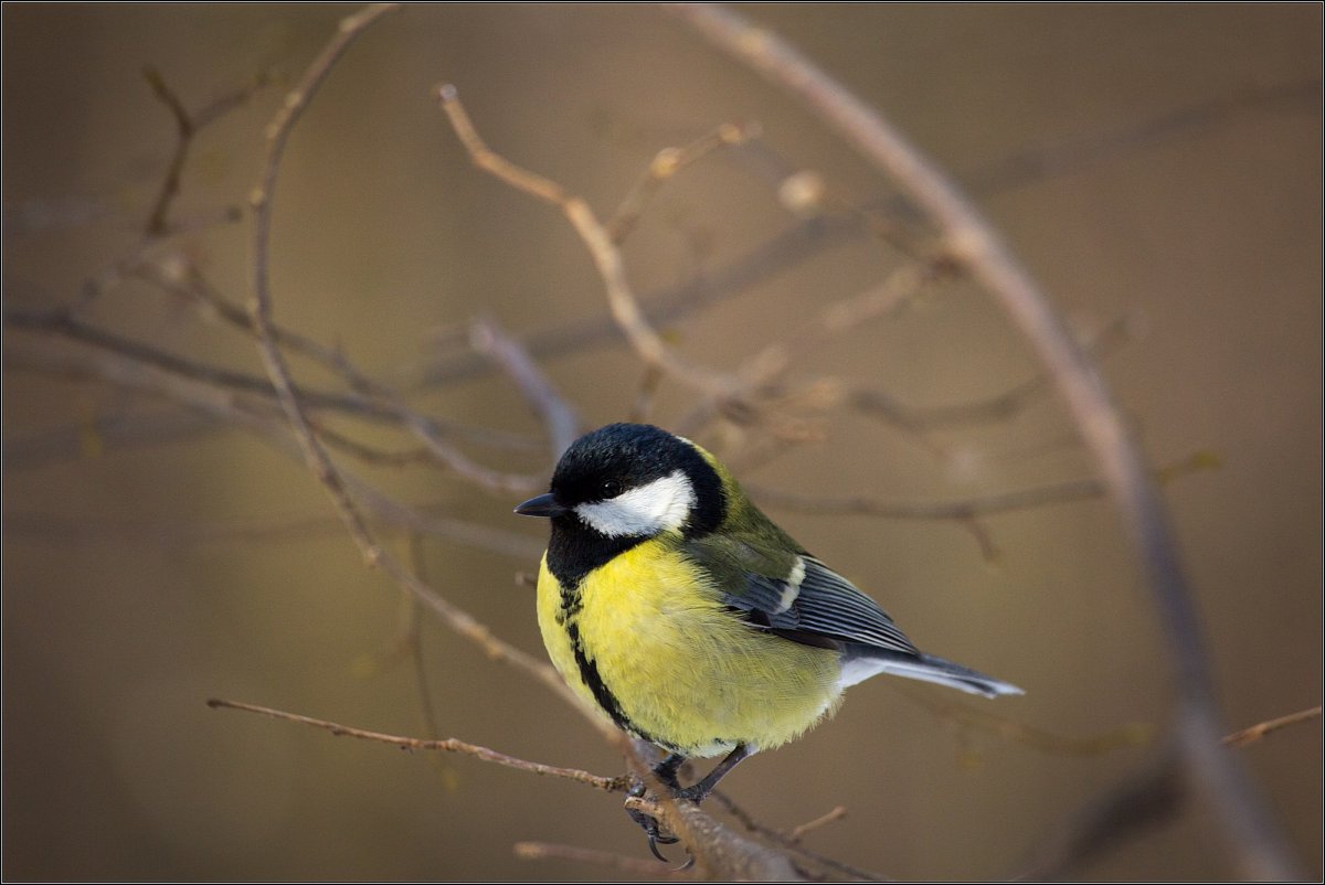 Гималайская синица