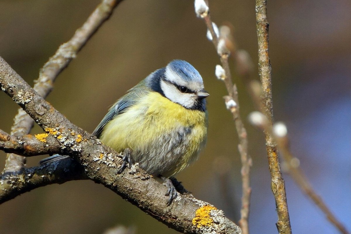 Большая синица и синица лазоревка