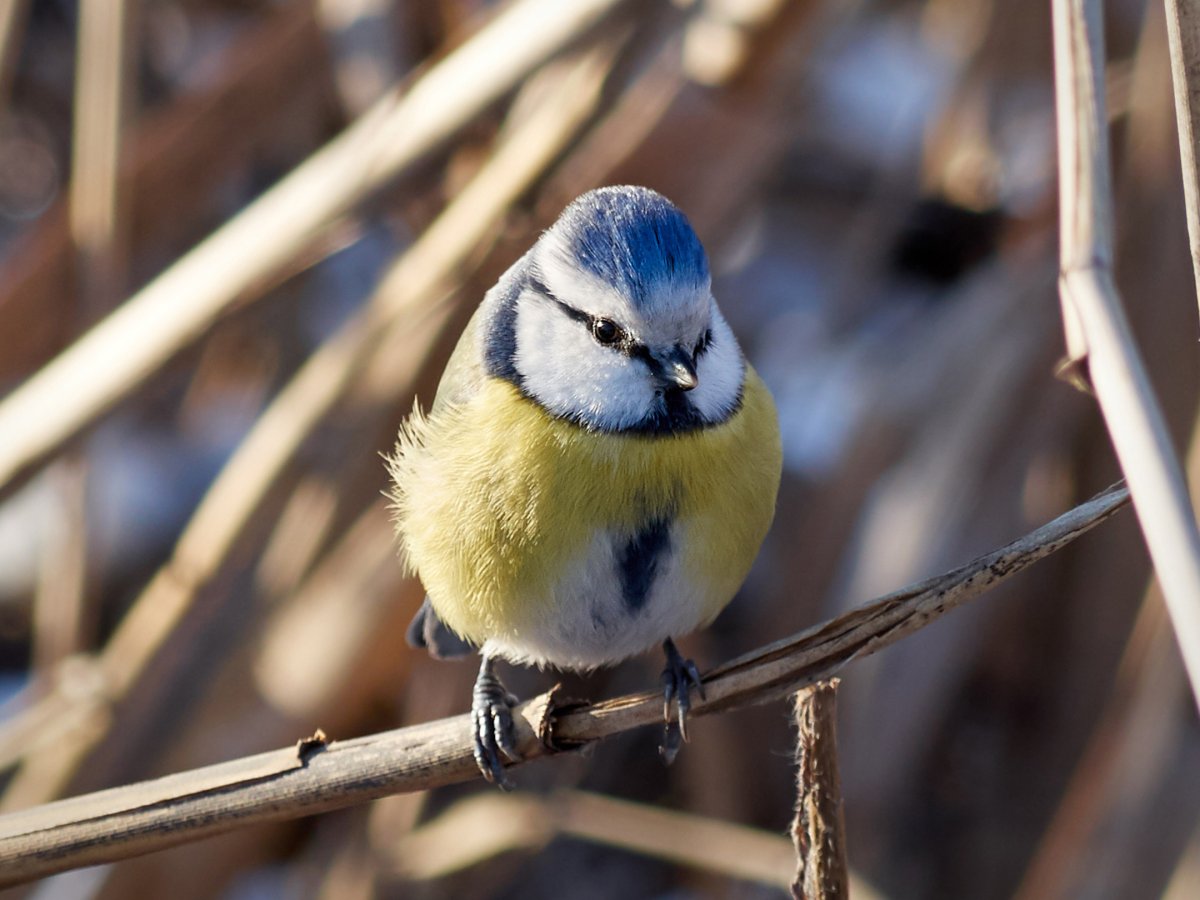 Длиннохвостая синица