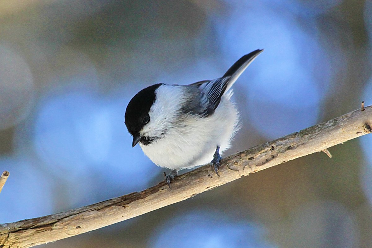 Синичка лазоревка