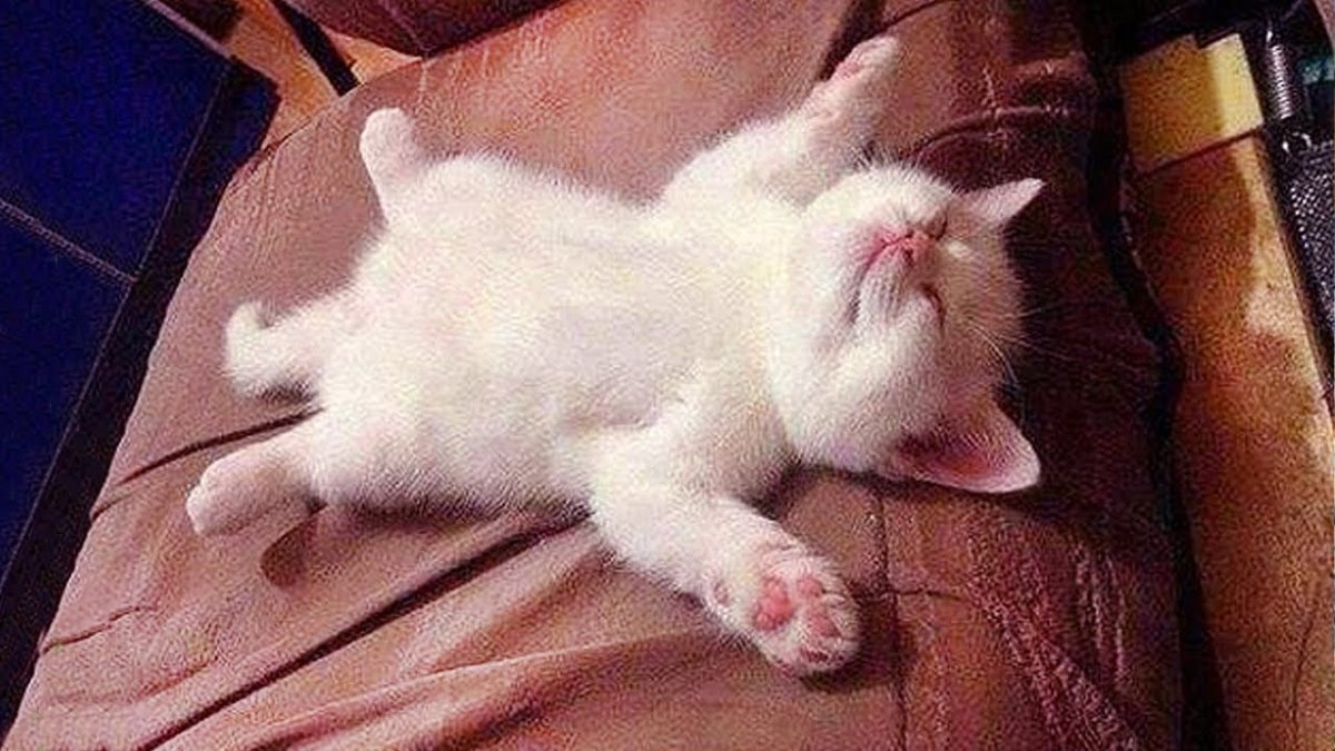 Хвост пистолетом