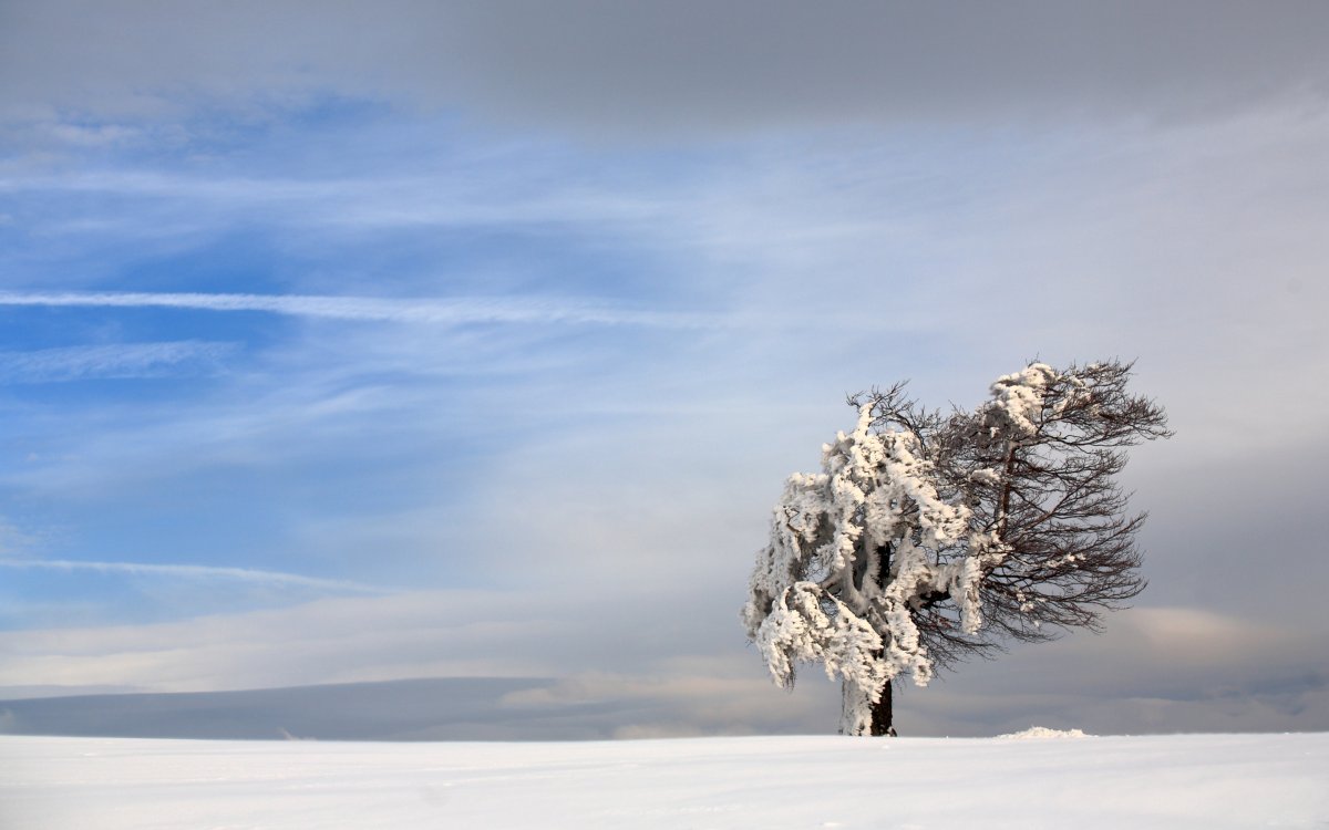 Одиглкле дерево в снегу