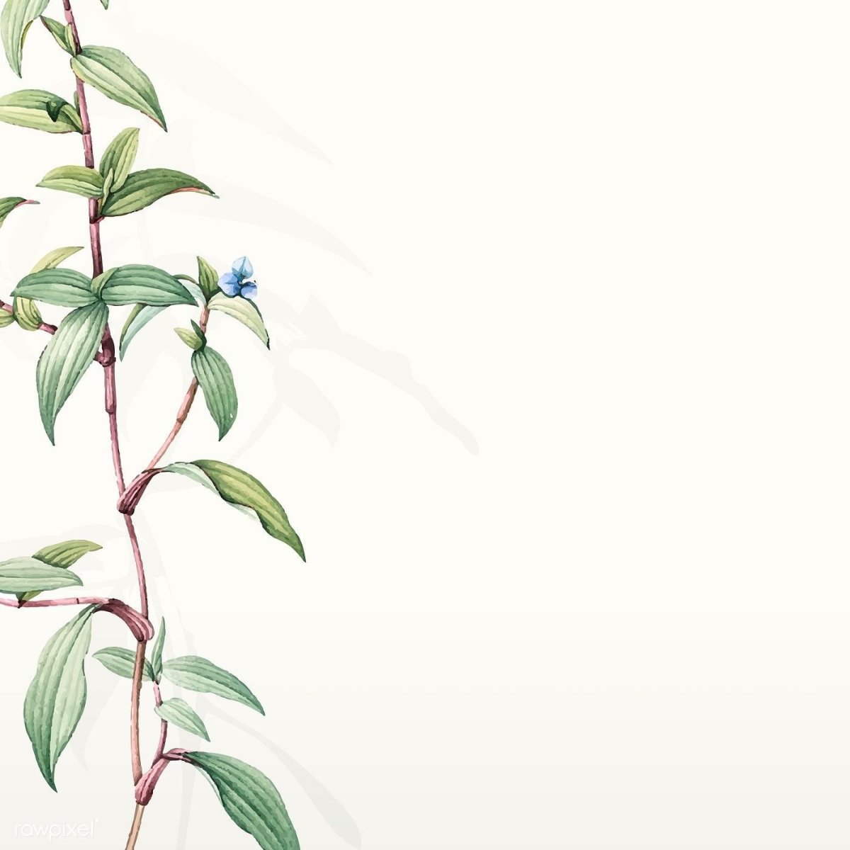 Фон для презентации по ботанике