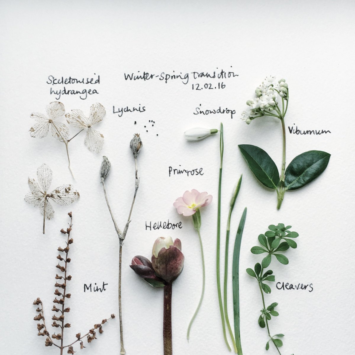 Ботаника для художника. Полное руководство по рисованию растений