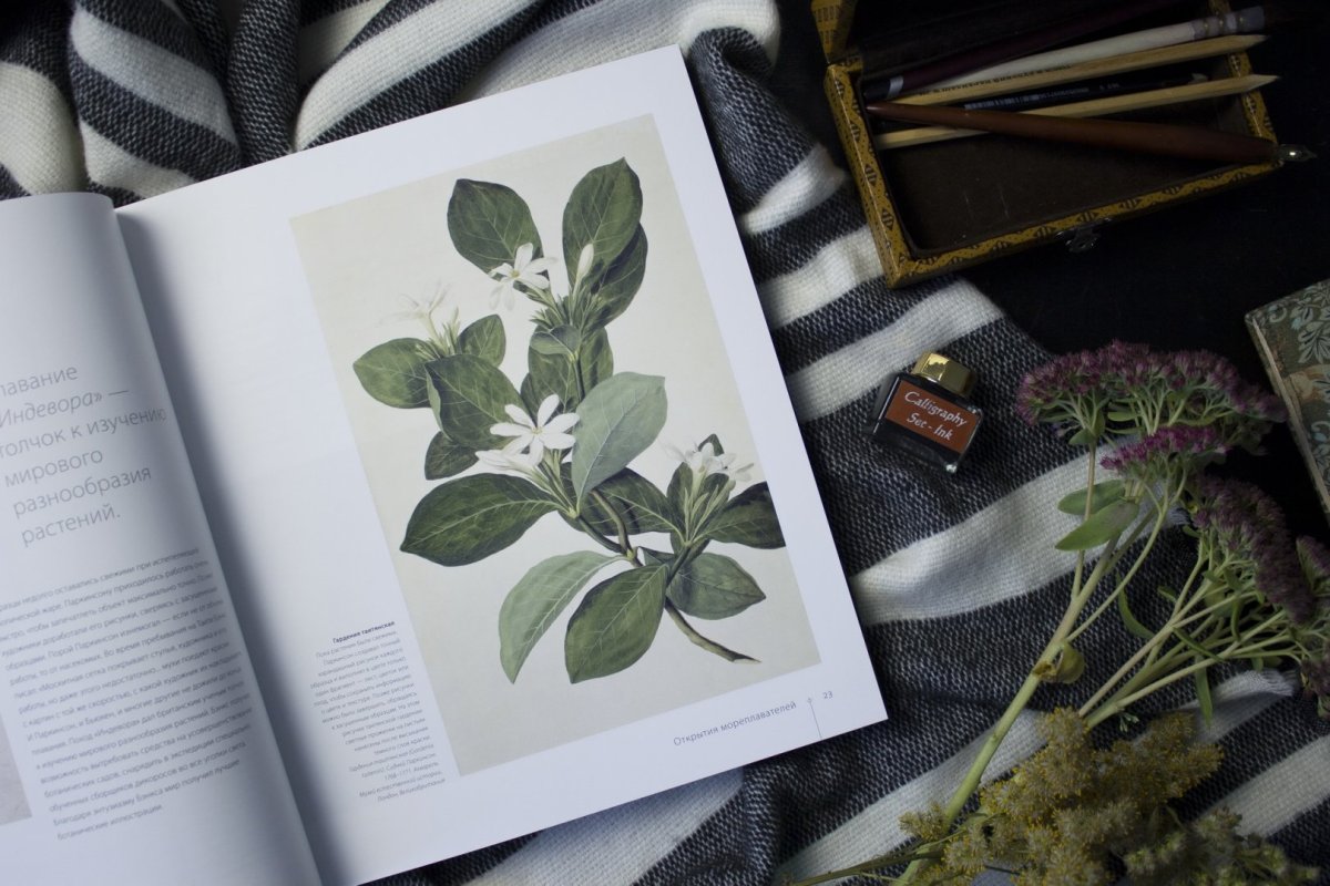 Сухоцветы засушенные Эстетика