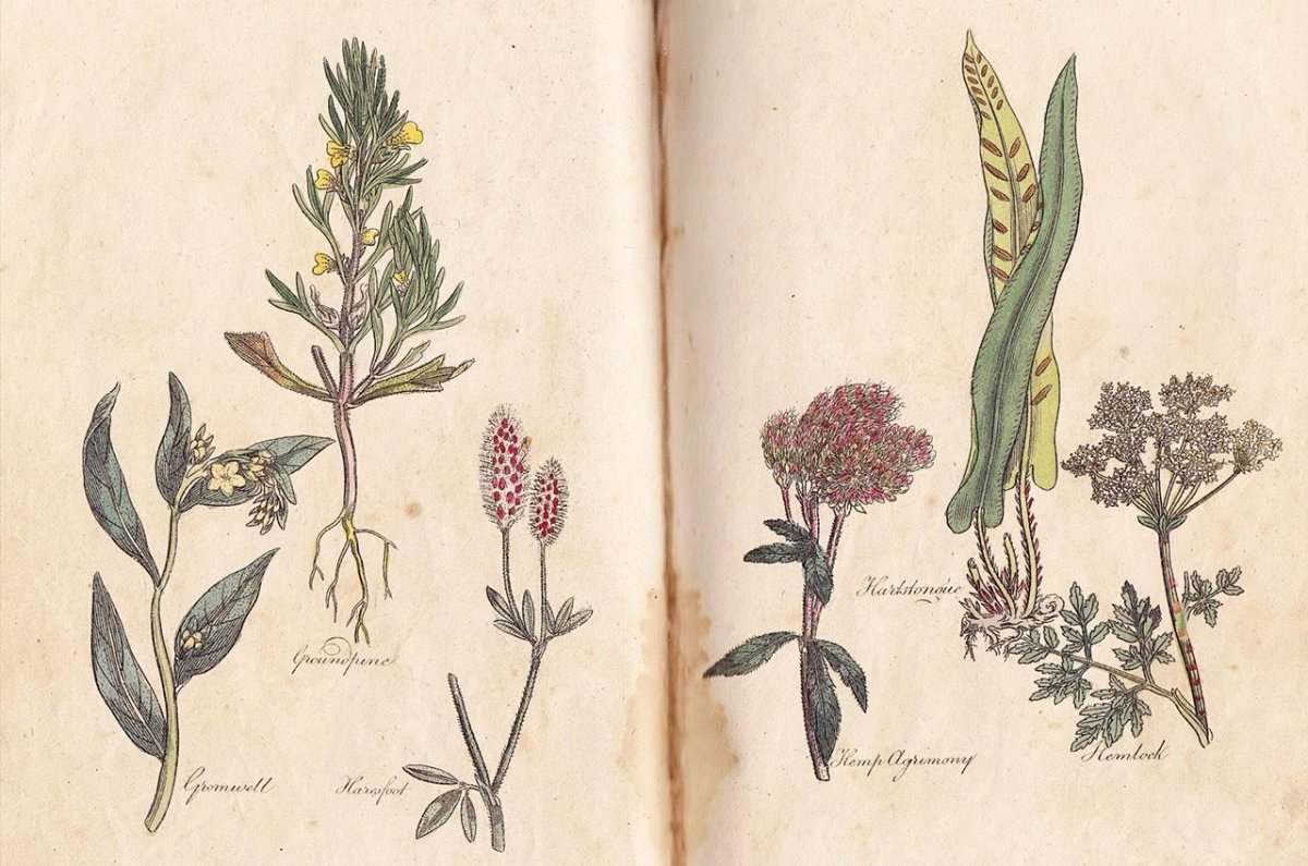 Ботаническая акварель Хелеборус