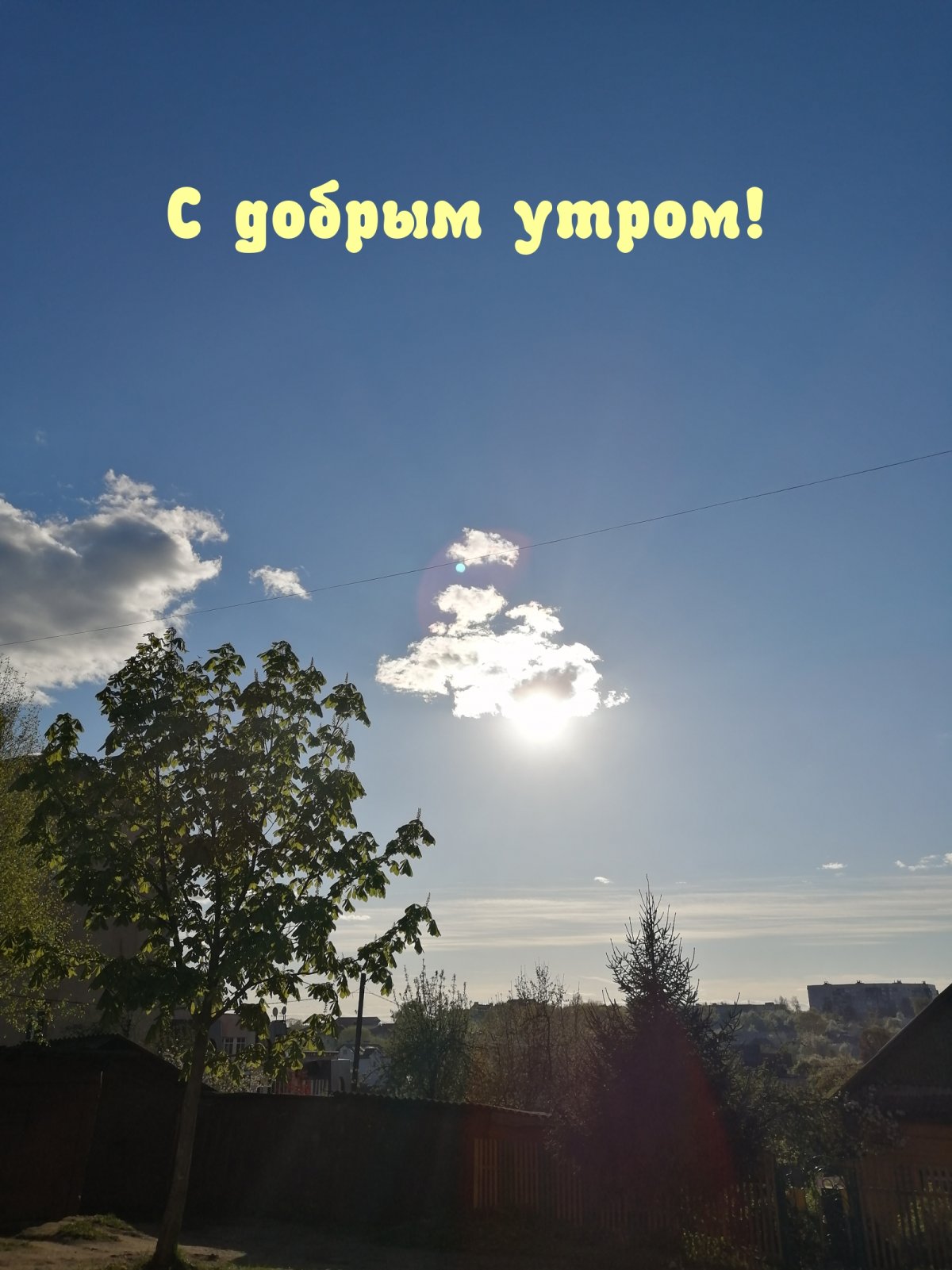 1 Мая голубь