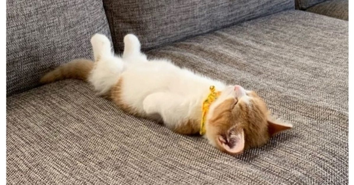 Котенок лежит на спине