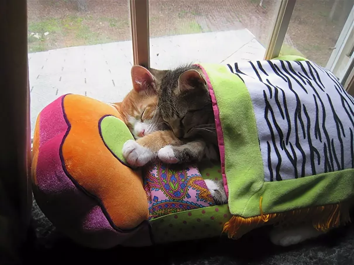 Котик спит в кроватке